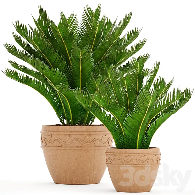 A collection of plants in pots. 71. Cycas cycad cycas palm tree bush clay pot clinker outdoor flowerpot landscaping 3ds Max