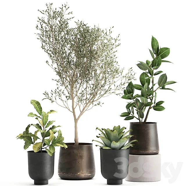 A collection of plants in rusty metal pots with a small olive tree. ficus. croton. Set 982. 3DSMax File
