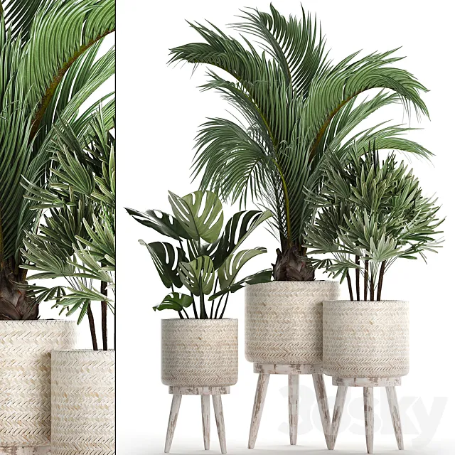 A collection of plants in white modern baskets with Rhapis. monstera. a small lush palm tree. Set 427. 3DSMax File