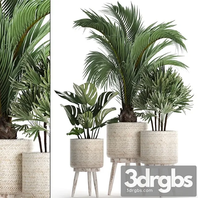 A collection of plants in white modern baskets with rhapis, monstera, a small lush palm tree. set 427.