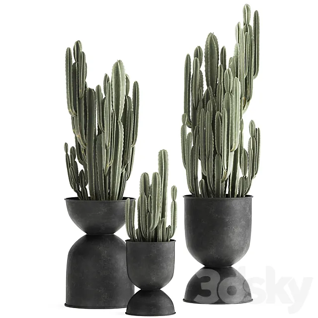 A collection of plants of beautiful cacti in black metal pots with Cereus. Set 898. 3ds Max