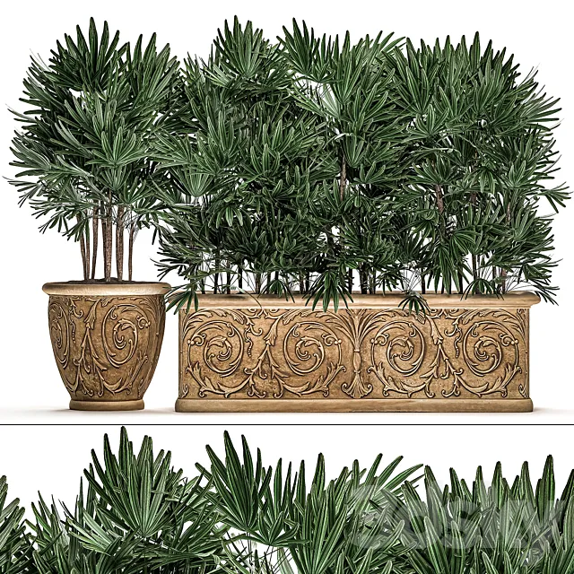 A collection of plants of lush exotic thickets in classic pots vases with monograms Palm rapis. Set 494. 3DS Max Model