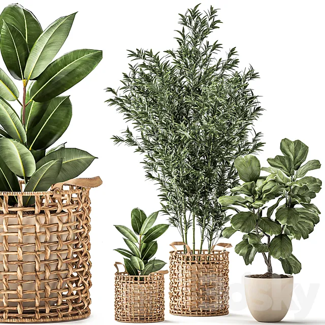 A collection of plants with a wicker rattan basket with bamboo bush pot flowerpot Ficus Lirata elastic. 1112. 3ds Max