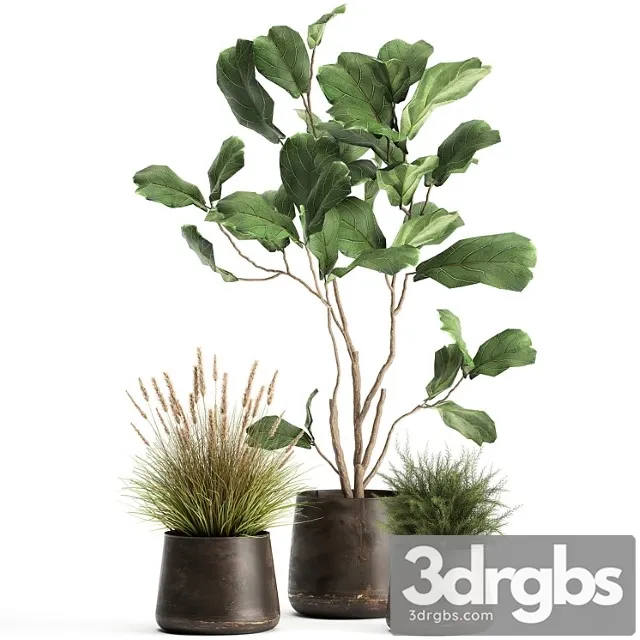 A collection of potted plants with a small ficus lyrata tree with large leaves. set 971.