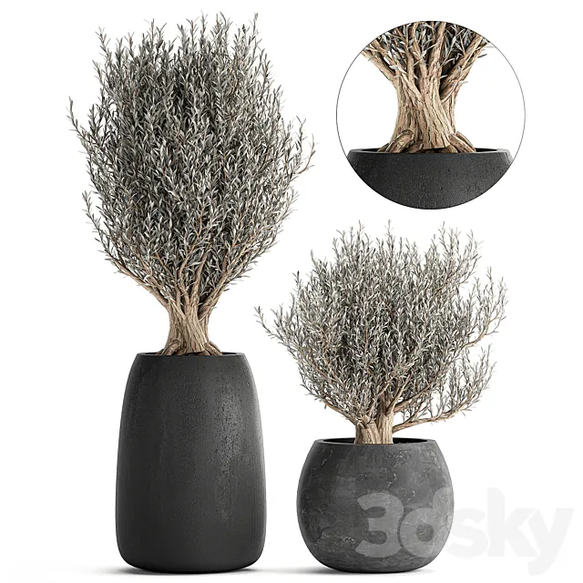 A collection of small beautiful ornamental Olive trees in black outdoor pots. Set 809. 3DS Max Model