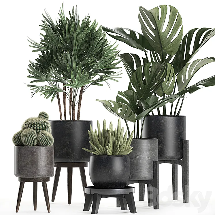 A collection of small beautiful plants in black pots on legs with Monstera Rapeseed palm cactus. Set 662. 3DS Max