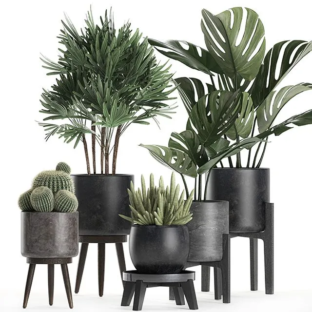 A collection of small beautiful plants in black pots Set 662 3dsMax Model