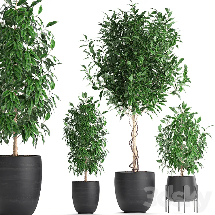 A collection of small beautiful trees in black pots with Ficus Benjamin. Set 553. 3DS Max