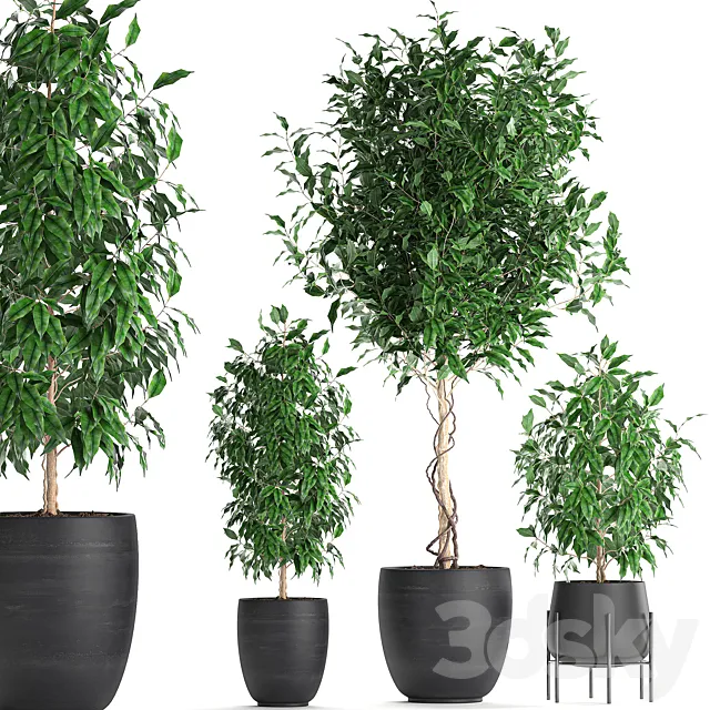 A collection of small beautiful trees in black pots with Ficus Benjamin. Set 553. 3DS Max Model