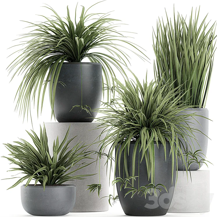 A collection of small bushes of indoor plants in black pots with Chlorophytum. Set 625. 3DS Max
