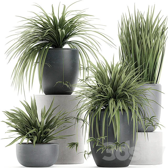 A collection of small bushes of indoor plants in black pots with Chlorophytum. Set 625. 3DSMax File