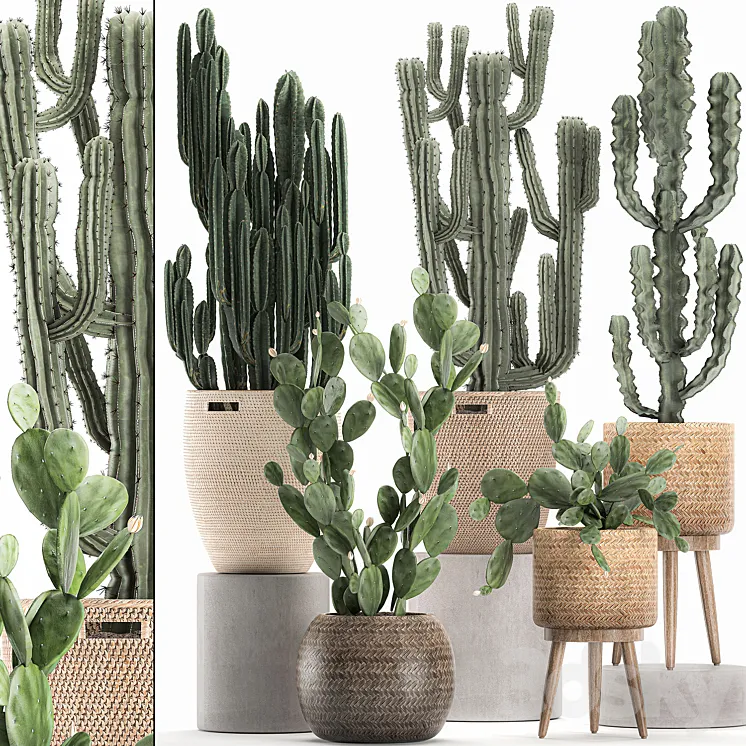 A collection of small cacti in beautiful woven rattan baskets with Prickly pear Carnegie Cereus desert plants. Set 617. 3DS Max