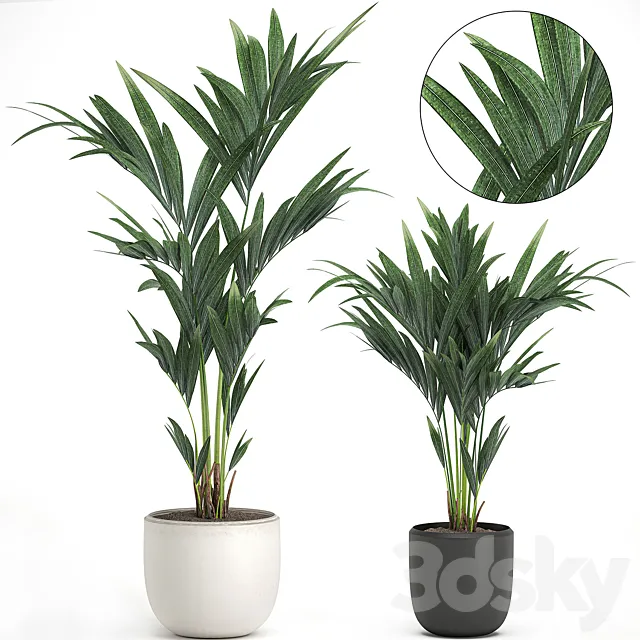 A collection of small decorative lush palms in white and black pots from Howea forsteriana kentia Neanta . Set 565. 3ds Max