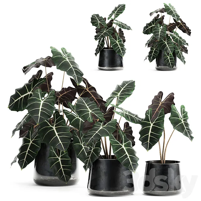 A collection of small exotic flowers in black metal pots with Alocasia Amazonica. Set 880. 3ds Max