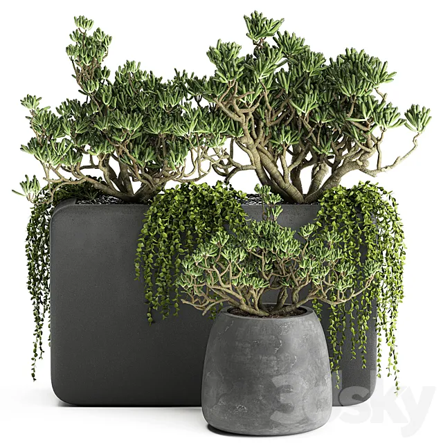 A collection of small exotic hanging succulents plants in black pots with a fat woman Crassula. Set 811. 3DS Max Model