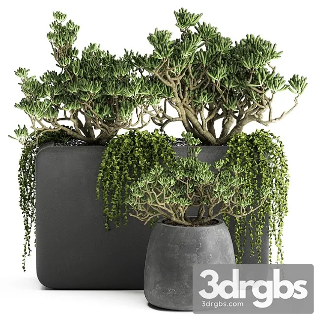 A collection of small exotic hanging succulents plants in black pots with a fat woman, crassula. set 811.