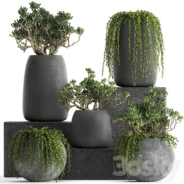 A collection of small exotic hanging succulents plants in black pots with a fat woman Crassula. Set 817. 3DS Max Model