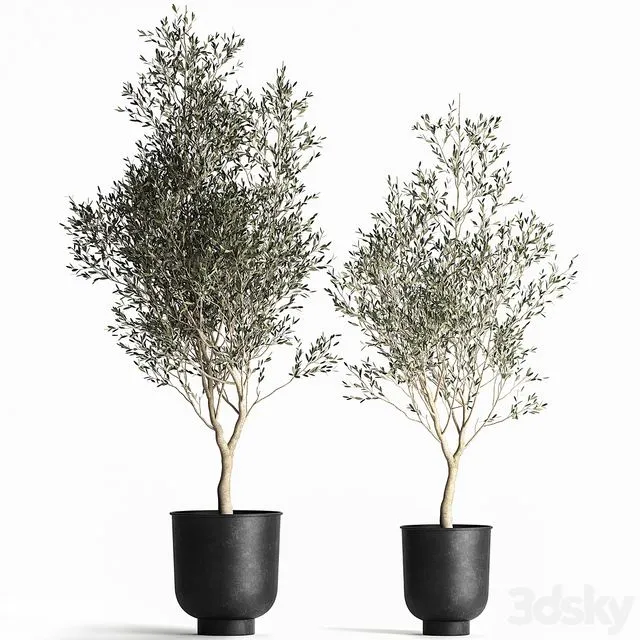 A collection of small Olive trees in a black metal pot and flowerpot. Set 967 3dsMax Model