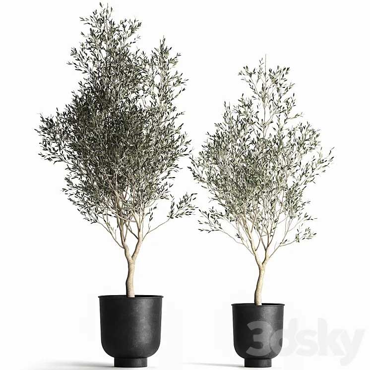 A collection of small Olive trees in a black metal pot and flowerpot. Set 967. 3DS Max Model