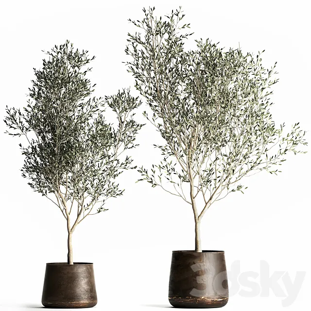 A collection of small Olive trees in a rusty metal pot and flowerpot. Set 968. 3DS Max Model