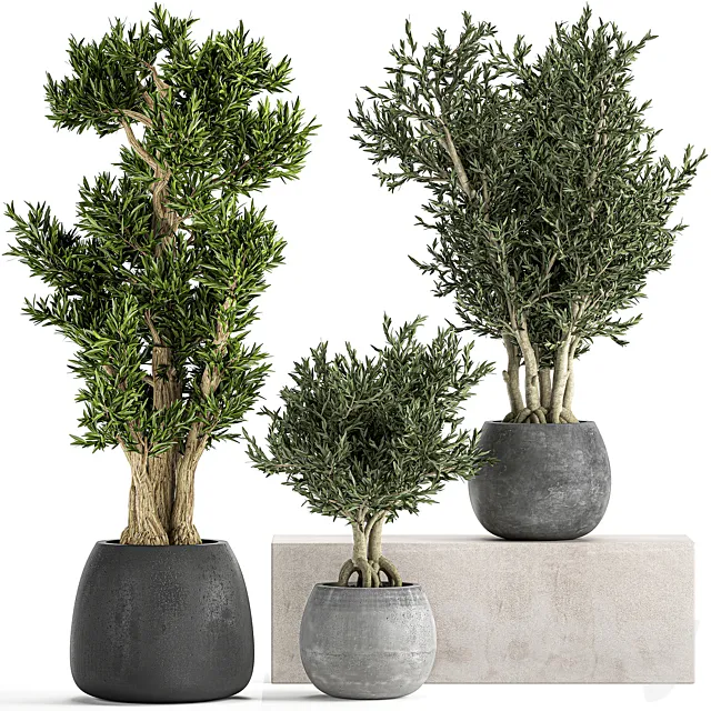 A collection of small ornamental olive trees in outdoor pots and pots made of concrete. Set 805 3ds Max