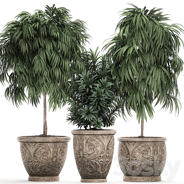 A collection of small ornamental trees for the garden in classic outdoor pots with Ficus ali. Oleander. Topiary. Set 491. 3DSMax File