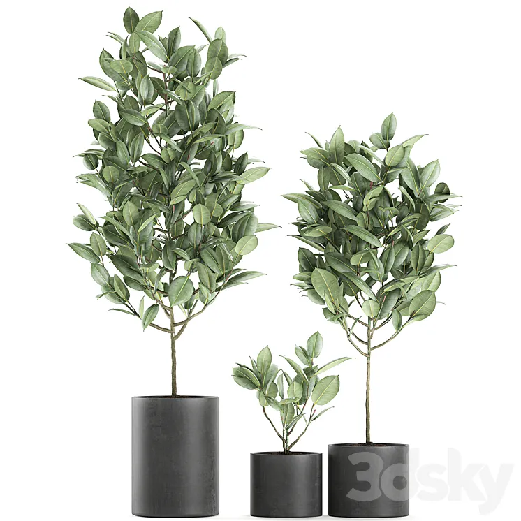 A collection of small ornamental trees in concrete black pots with ficus elastic handles. Set 609. 3DS Max