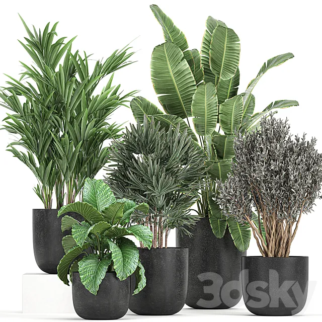 A collection of small plants and bushes Banana palm olive Rapeseed Alokasia in black pots. Set 813. 3DS Max Model