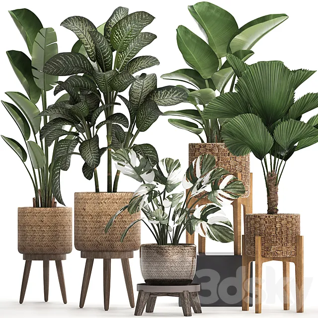 A collection of small plants in baskets on legs with licuala monstera Diffenbachia variegated banana strelitzia. Set 454. 3ds Max