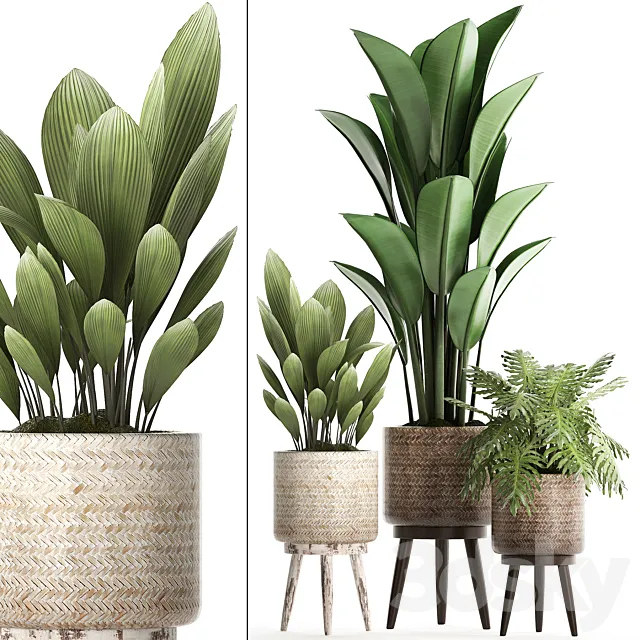 A collection of small plants in modern white rattan baskets with strelitzia. Philodendron. palm grass. ravenala. Set 428. 3DSMax File