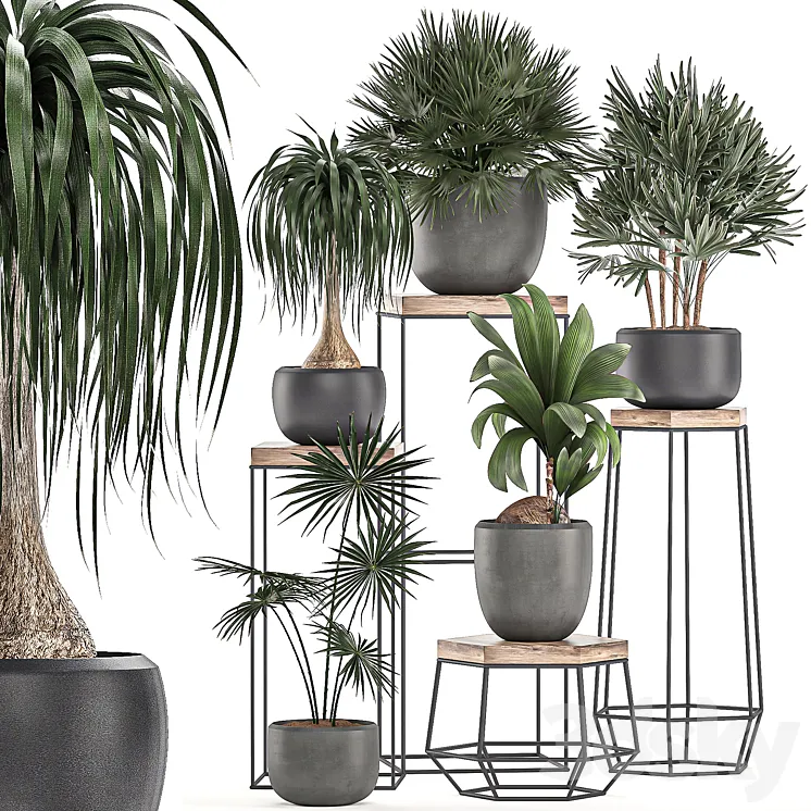 A collection of small plants in pots on stand tables with dracaena rapeseed palm fan coconut nutsifera. Set 525. 3DS Max