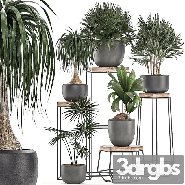A collection of small plants in pots on stand tables with dracaena, rapeseed, palm, fan, coconut nutsifera. set 525.
