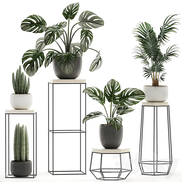 A collection of small plants in pots on tables with stands from Monstera hovea palm Sansevieria. Set 523. 3ds Max