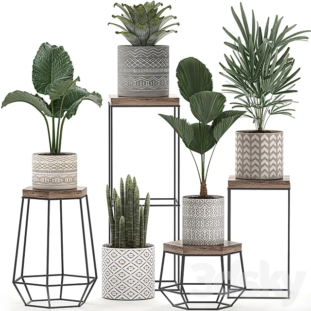 A collection of small plants in pots on tables with stands of Licuala palm alokasia bromeliad rapis. Set 528. 3ds Max