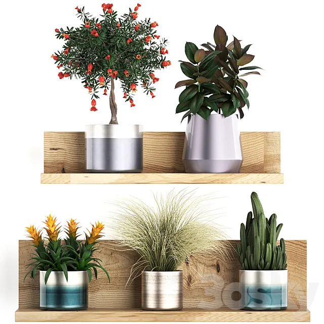 A collection of small plants on a floral wooden shelf in modern pots with a Pomegranate tree Ficus cactus bromelia grass. Set 409. 3ds Max