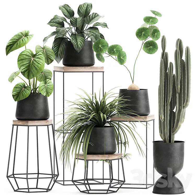 A collection of small plants on stands in black pots with Stefania Erecta cactus Philodendron. Set 899. 3DS Max