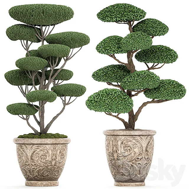 A collection of trees for the garden in classic outdoor pots with Topiary. bonsai. Nivaki. Set of 500. 3DSMax File