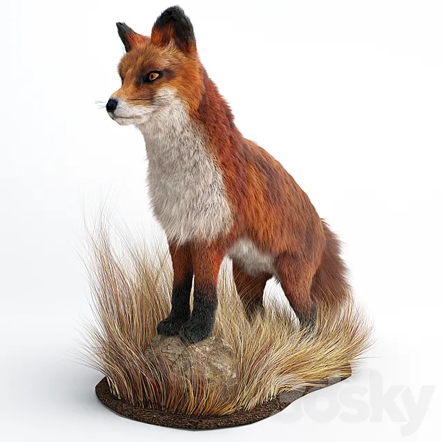 A Fox 3DS Max Model