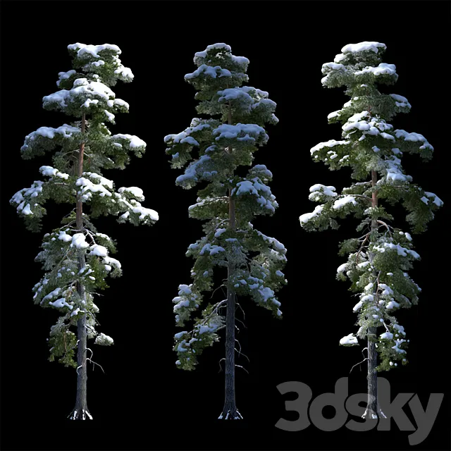 A large pine tree in the snow 3DSMax File