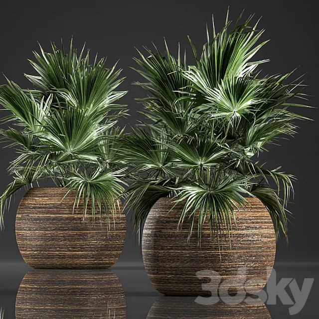 A lush bush of decorative fan palm in a Coccotrinax flower basket a fan palm.  822. 3ds Max