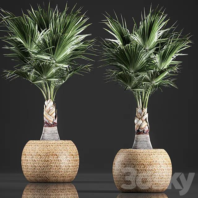 A lush bush of decorative fan palm in a flower basket Coccotrinax fan palm.  821. 3ds Max