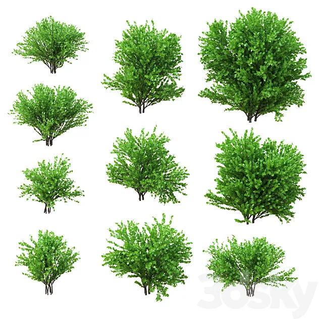 A set of bushes. 10 models. v2 3ds Max