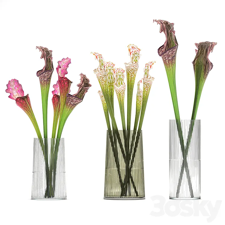 A set of exotic bouquets of Saracenia flowers in glass vases. 180 3DS Max