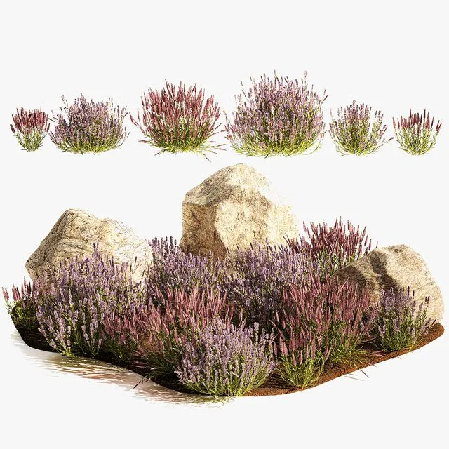 A set of lavender bushes for the garden and alpine slide 1191 3dsMax Model