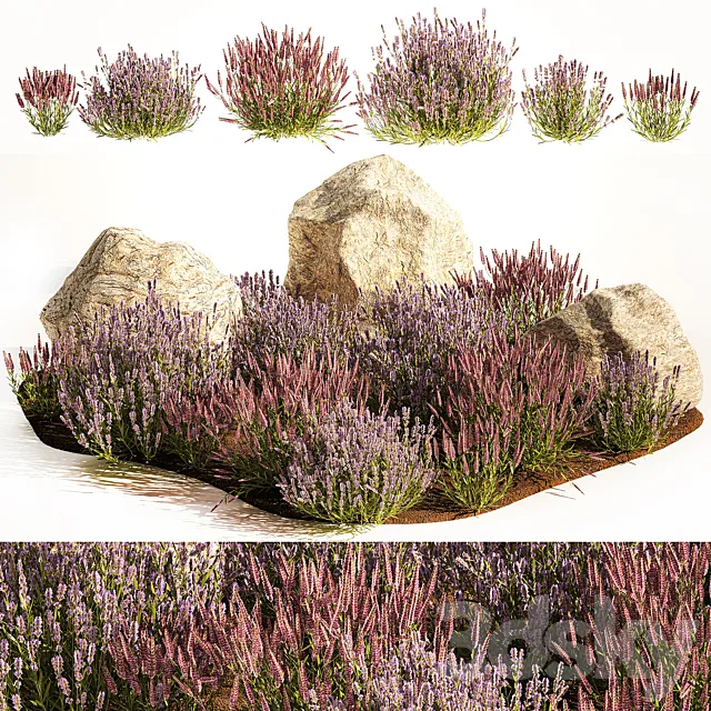 A set of lavender bushes for the garden and alpine slide boulder stone catnip sage wild flowers. 1191 3DS Max Model