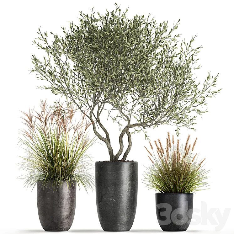 A set of plants in outdoor pots with an olive tree a reed a bush and a sapling. 1052 3DS Max