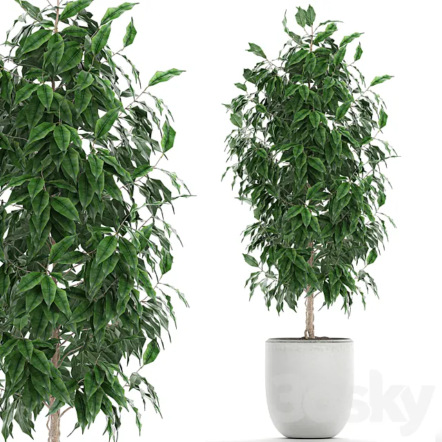 A small beautiful interior tree in a white pot with Ficus Benjamin. Set 554. 3ds Max