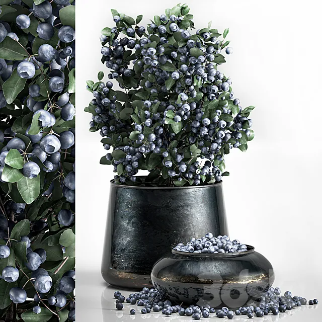 A small beautiful lush blueberry bush in a metal pot and a bowl with blueberries a tree. 3ds Max