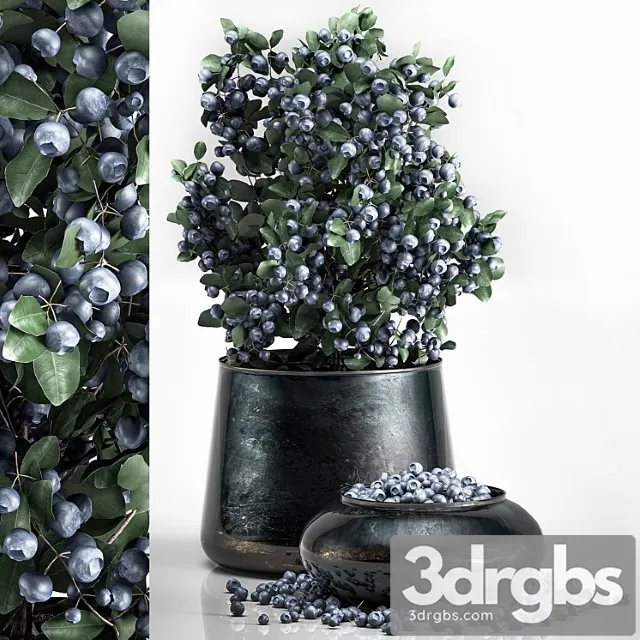 A small beautiful lush blueberry bush in a metal pot and a bowl with blueberries, a tree.