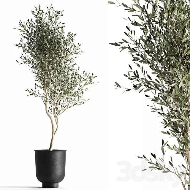 A small olive tree in a black metal pot and a flowerpot.  966. 3ds Max